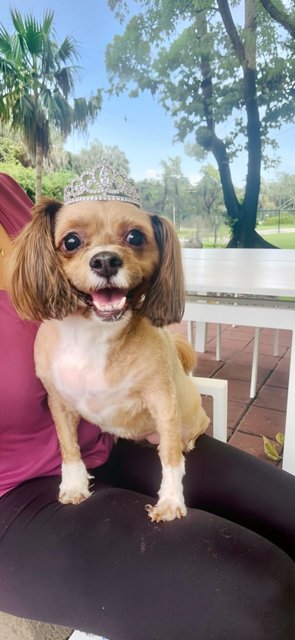 DIAMOND - Shih Tzu / Poodle (unknown type) available for adoption