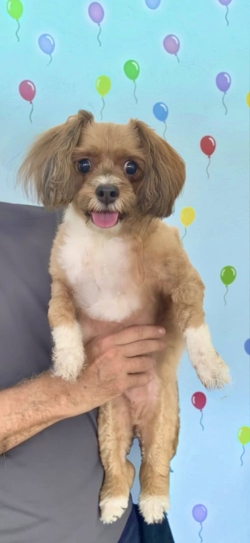 DIAMOND - Shih Tzu / Poodle (unknown type) available for adoption