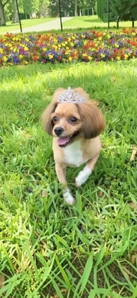 Diamond - Photo 4