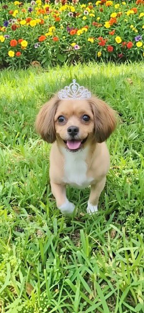 DIAMOND - Shih Tzu / Poodle (unknown type) available for adoption