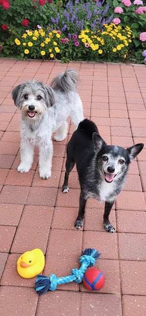 NICK & NOLTE - Maltese / Chihuahua available for adoption