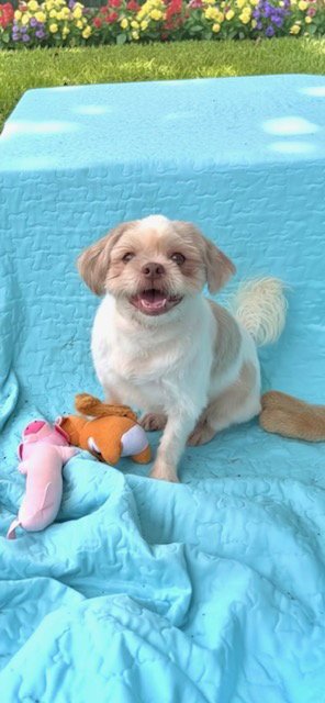 COSMO - Shih Tzu available for adoption