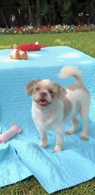 COSMO - Shih Tzu available for adoption