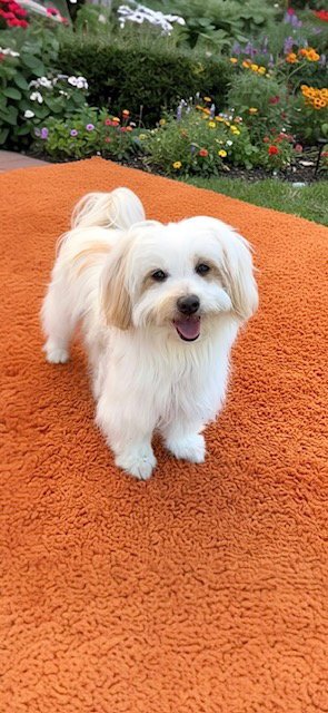 TOODLES - Maltese available for adoption