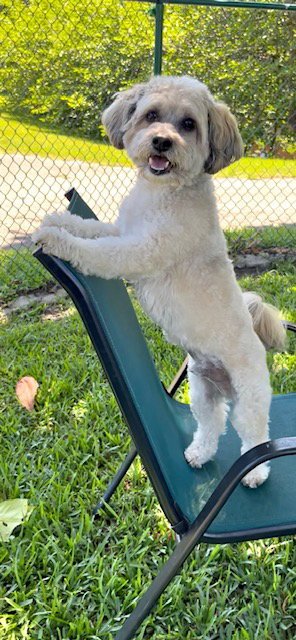 TINO - Shih Tzu / Poodle (unknown type) available for adoption