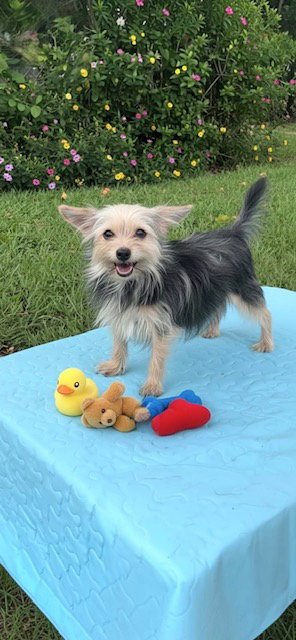 NANCY & FRANCIS - Toy Terrier / Yorkshire Terrier Yorkie available for adoption