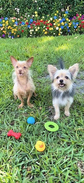 NANCY & FRANCIS - Toy Terrier / Yorkshire Terrier Yorkie available for adoption