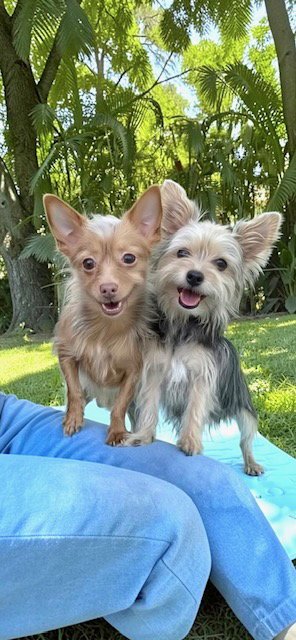 NANCY & FRANCIS - Toy Terrier / Yorkshire Terrier Yorkie available for adoption