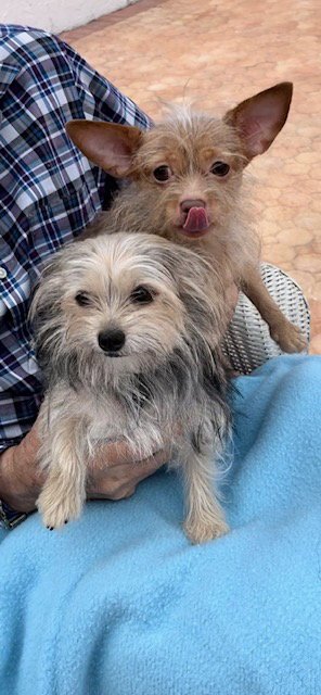 NANCY & FRANCIS - Toy Terrier / Yorkshire Terrier Yorkie available for adoption