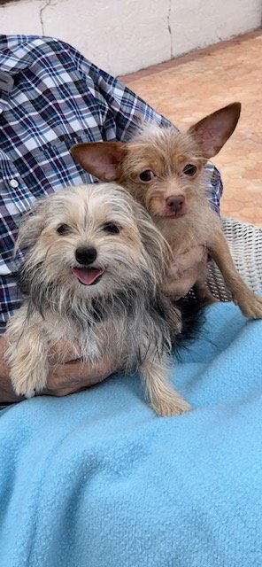 NANCY & FRANCIS - Toy Terrier / Yorkshire Terrier Yorkie available for adoption