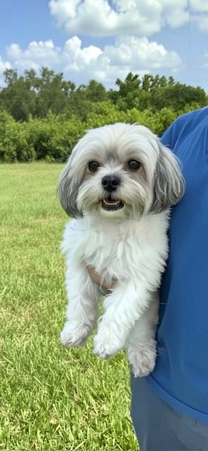 NUGGET - Shih Tzu available for adoption