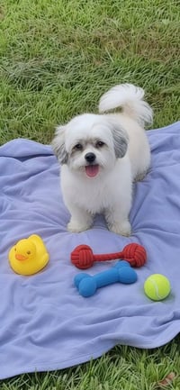 Nugget - Photo 4