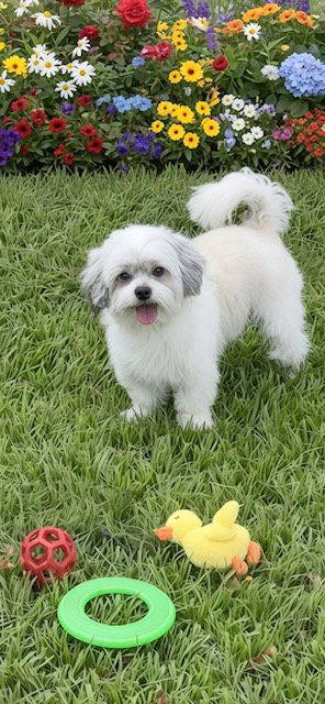 NUGGET - Shih Tzu available for adoption