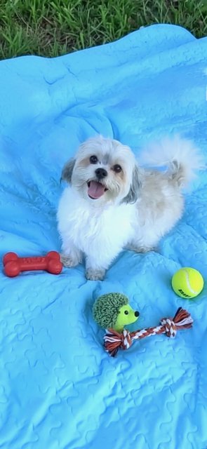 NUGGET - Shih Tzu available for adoption