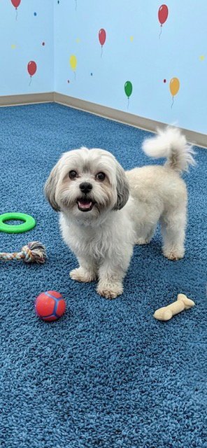 NUGGET - Shih Tzu available for adoption