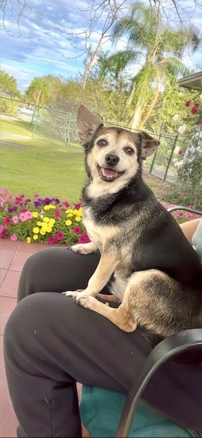MARIA CAMILA - Terrier / Chihuahua available for adoption