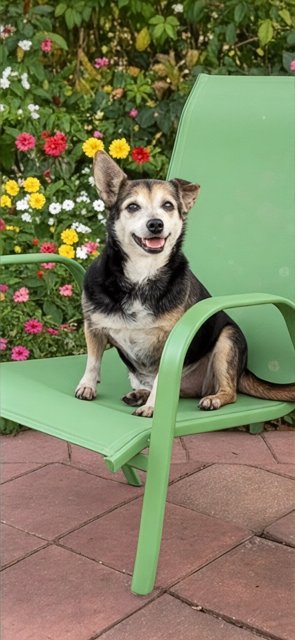 MARIA CAMILA - Terrier / Chihuahua available for adoption