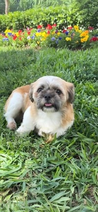 Franklin - Photo 2