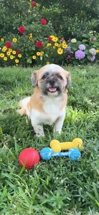 Franklin - Photo 3