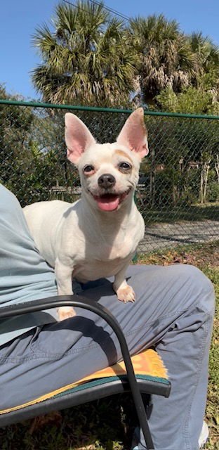 IVY ROSE - Chihuahua available for adoption