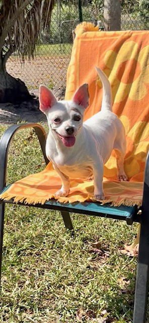 IVY ROSE - Chihuahua available for adoption