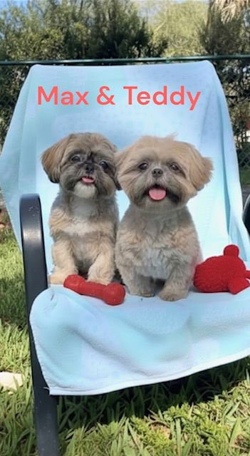 MAX & TEDDY - Shih Tzu available for adoption