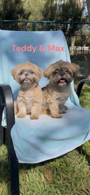 MAX & TEDDY - Shih Tzu available for adoption