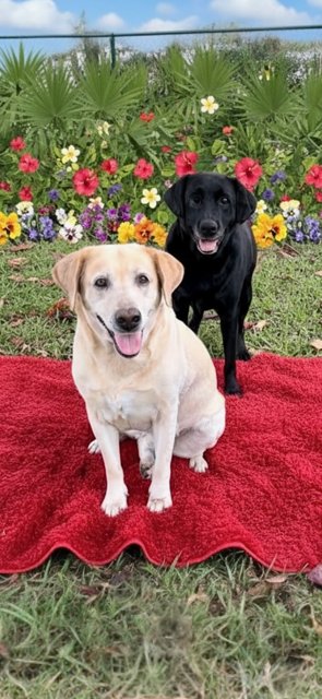 CLARA & SASHA MARIA - Labrador Retriever available for adoption
