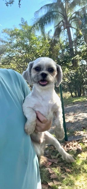 TYLER - Shih Tzu for adoption in Miramar