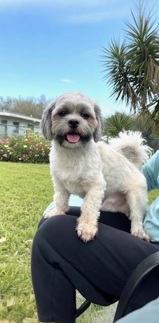 TYLER - Shih Tzu available for adoption