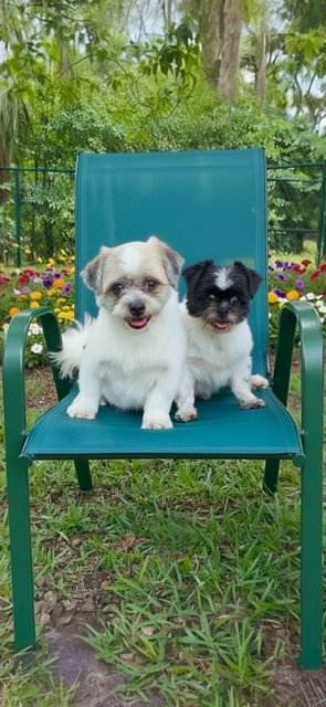 ORVILLE & PRESCOTT - Shih Tzu available for adoption