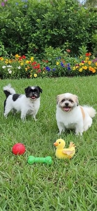 Orville & Prescott - Photo 2