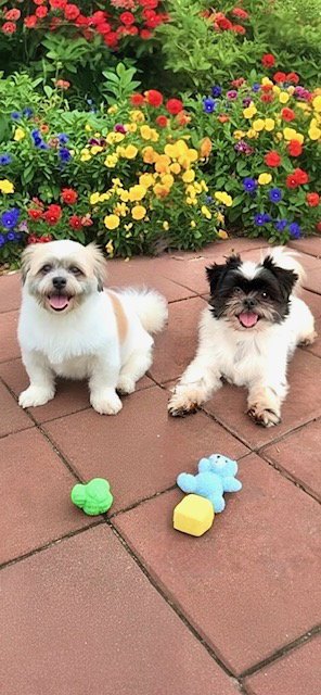 ORVILLE & PRESCOTT - Shih Tzu available for adoption