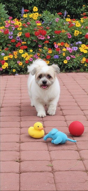 ORVILLE & PRESCOTT - Shih Tzu available for adoption