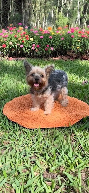 BRADLEY - Yorkshire Terrier Yorkie available for adoption
