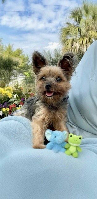 BRADLEY - Yorkshire Terrier Yorkie available for adoption