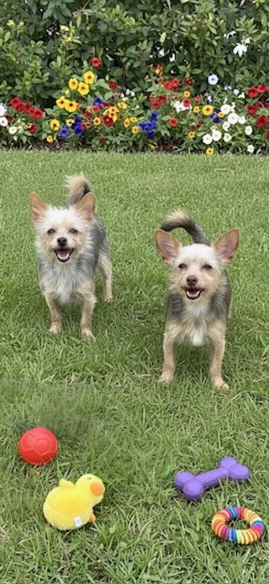 PATRICK & SEAN - Toy Terrier / Yorkshire Terrier Yorkie available for adoption