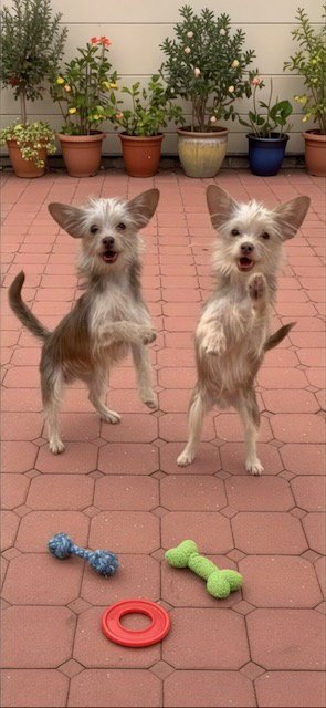 PATRICK & SEAN - Toy Terrier / Yorkshire Terrier Yorkie available for adoption