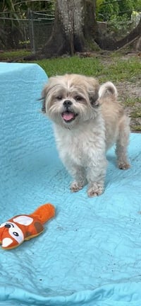 Bear - Photo 4