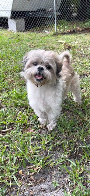 BEAR - Shih Tzu available for adoption