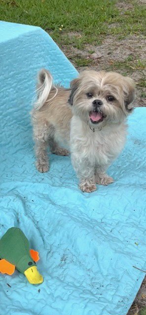 BEAR - Shih Tzu available for adoption
