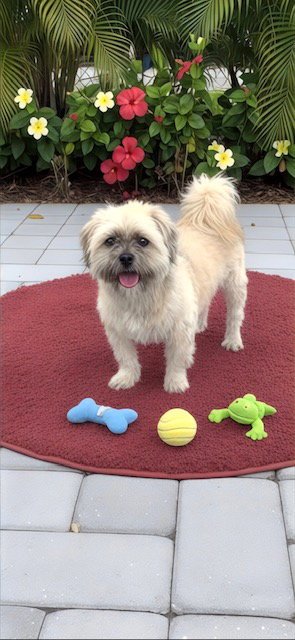 GEOFFREY DAVID - Shih Tzu available for adoption