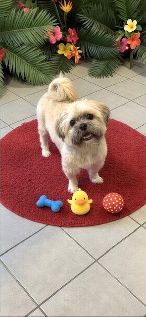 GEOFFREY DAVID - Shih Tzu available for adoption