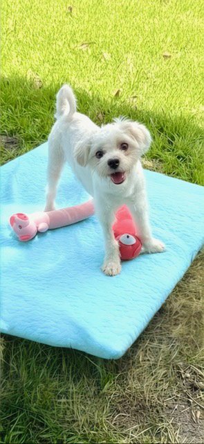 CASPER - Shih Tzu available for adoption