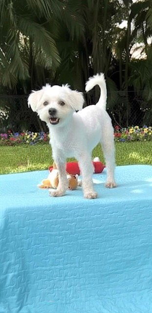 CASPER - Shih Tzu available for adoption