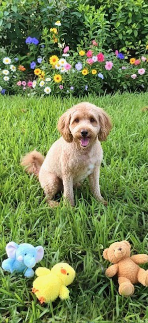AUGUST - Golden Retriever / Poodle (unknown type) available for adoption