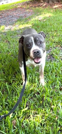 Tyson - Photo 1