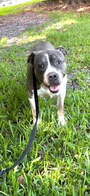 TYSON - Staffordshire Bull Terrier available for adoption