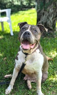 Tyson - Photo 3