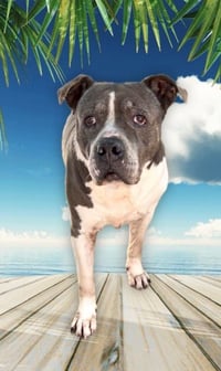 Tyson - Photo 4